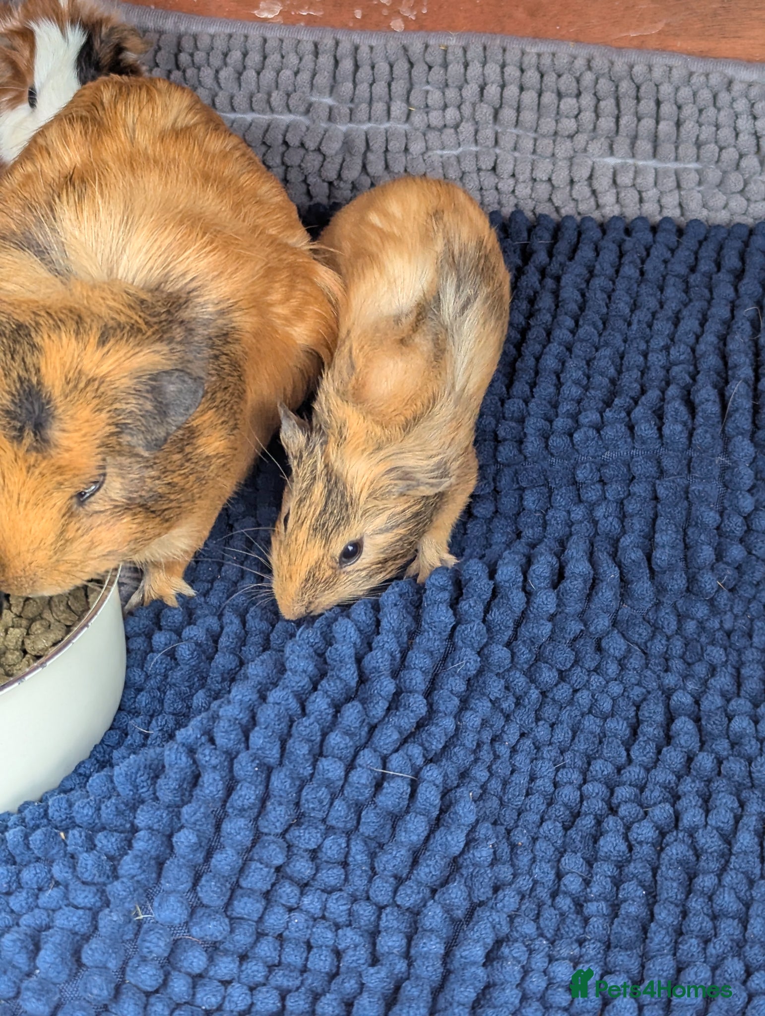 Guinea Pig rodents for sale: Beautiful mixed litter of baby guinea piggies. - Advert 6