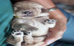 Labradoodle dogs for sale: F1b Labradoodle puppies - Image 9