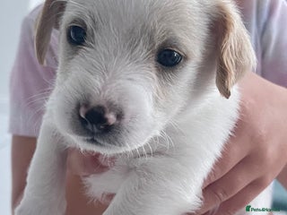 Mixed Breed dogs - Advert 33