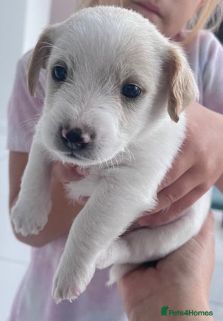 Mixed Breed dogs - Advert 1
