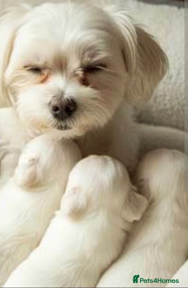 Maltese dogs Stunning little girl - Advert 1