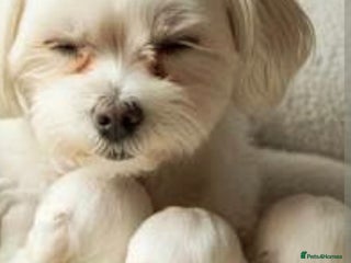 Maltese dogs Stunning little girl - Advert 3