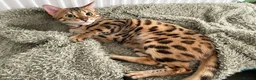 Bengal cats for sale: Beautiful Brown Spotted Bengal Female Wanda - Advert 4