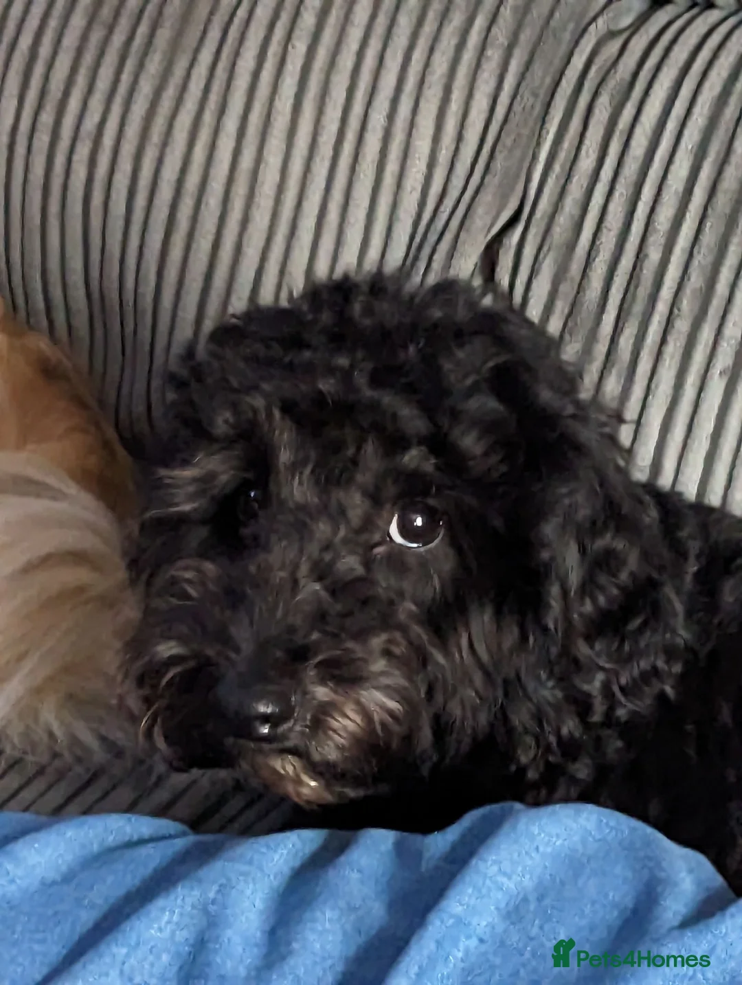 Cockapoo dogs for sale: Beautiful girl F3b  in Mansfield - Advert 8