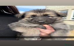 German Shepherd dogs for sale: German shepherd puppies  - Image 5