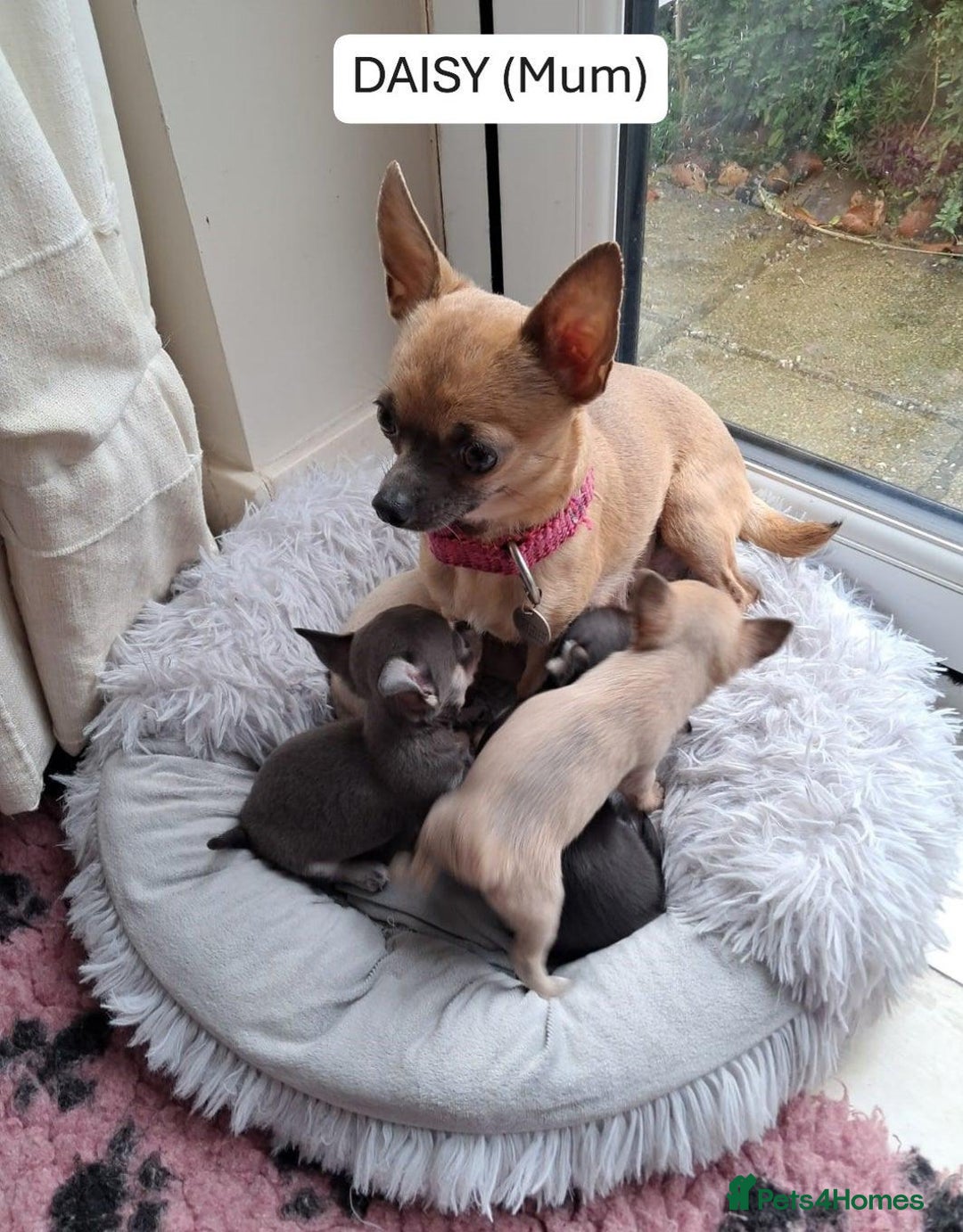 Chihuahua dogs for sale: potential smooth coat Chihuahua puppies - Image 5