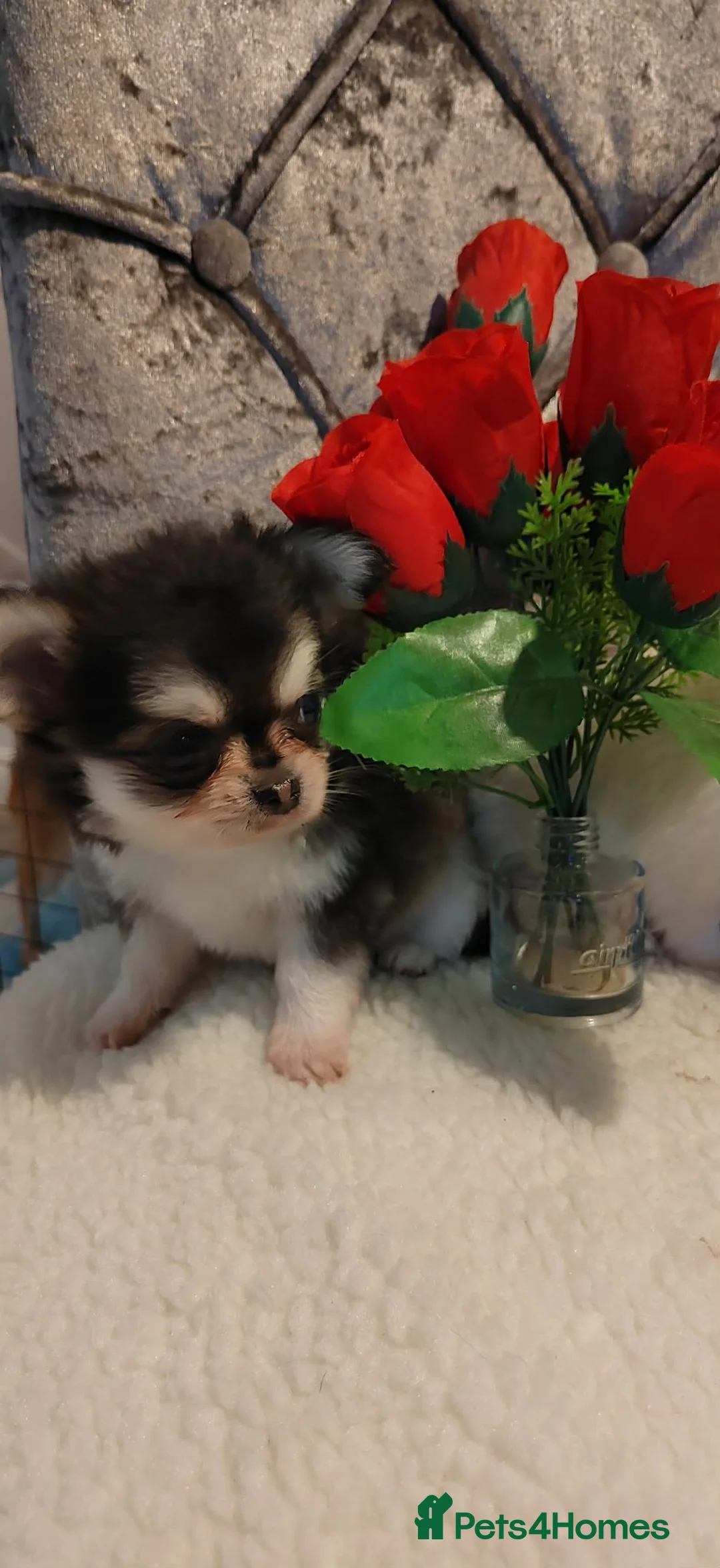Chihuahua dogs for sale: Very beautiful husky markings chihuahua for sale - Advert 14