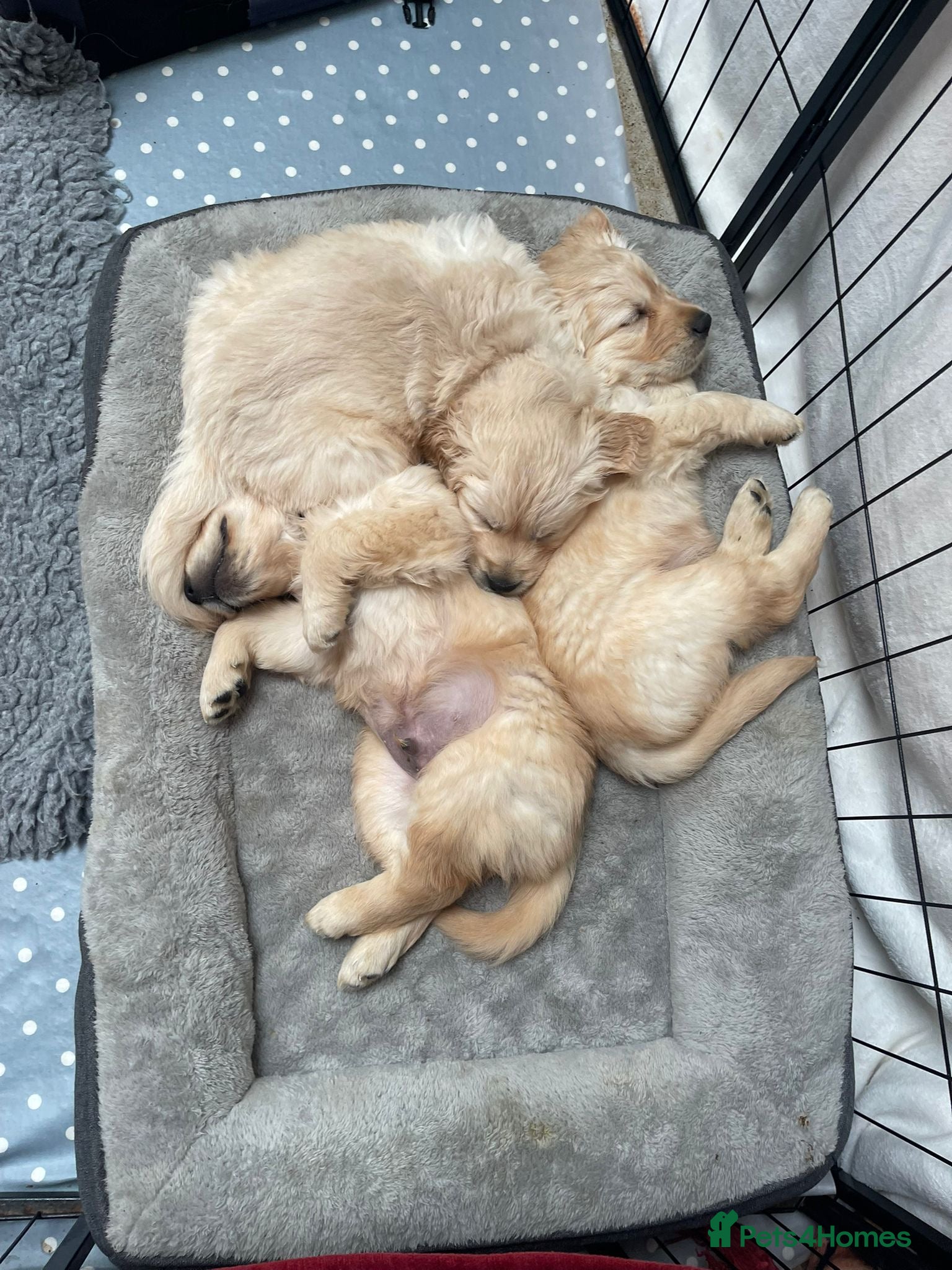 Golden Retriever dogs Beautiful KC registered pups for sale  - Advert 1