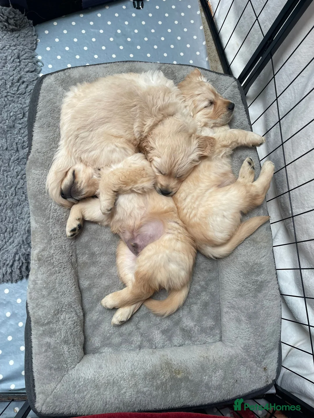 Golden Retriever dogs for sale: Beautiful KC registered pups for sale  in Thirsk - Advert 1