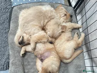 Golden Retriever dogs Beautiful KC registered pups for sale - Advert 5
