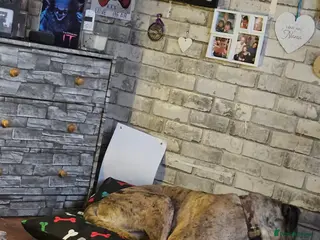 Mixed Breed dogs Cane Corso/ Presa Canario mix - Advert 3