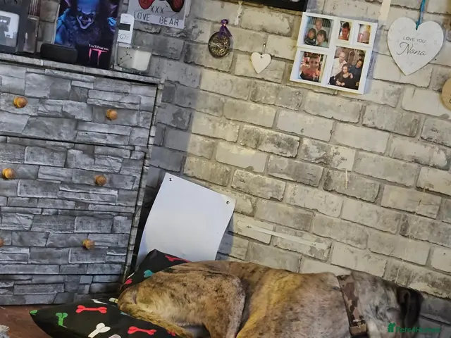 Mixed Breed dogs Cane Corso/ Presa Canario mix - Advert 4