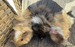 Guinea Pig rodents for sale: 3 Handsome male baby guinea pigs. - Image 4