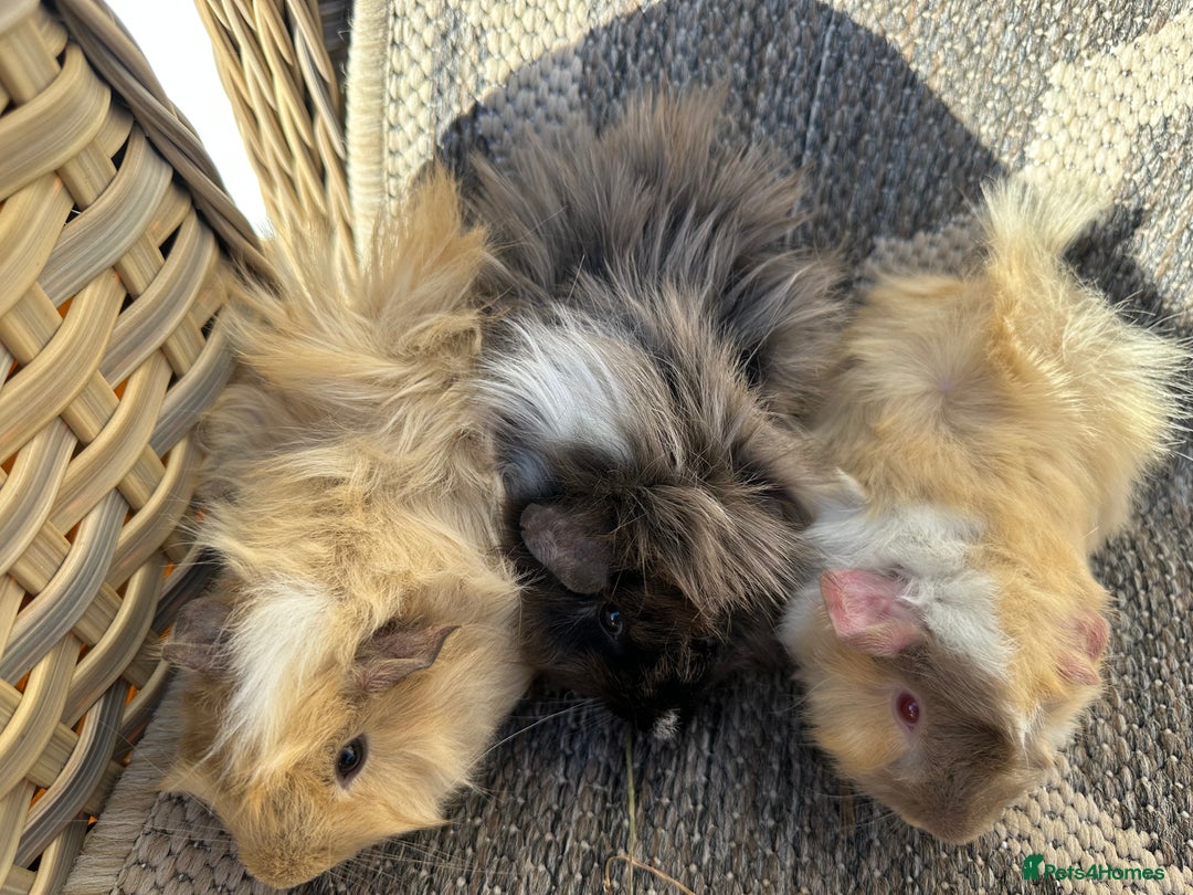 Guinea Pig rodents for sale: 3 Handsome male baby guinea pigs. - Image 4