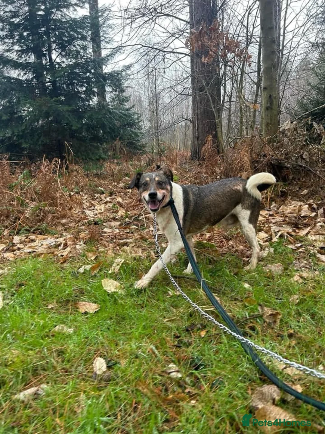 Mixed Breed dogs for adoption: Benjamin - Norwich Norfolk  in Norwich - Advert 9