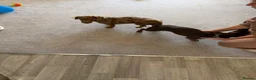 Miniature Dachshund dogs for stud: 🤎 Mr Darcy – Chocolate Dapple Dachshund Stud 🤎 - Advert 4