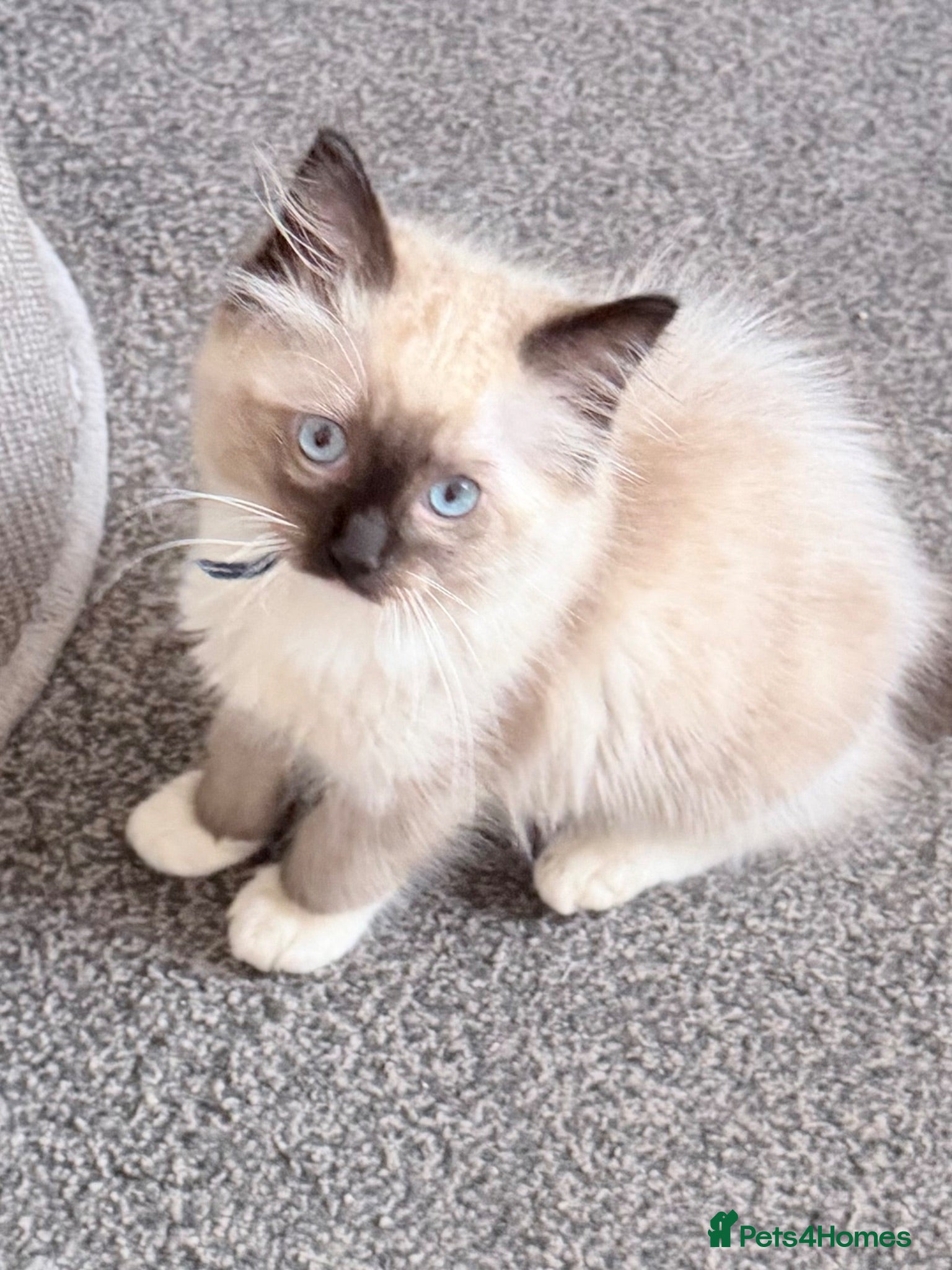 Ragdoll cats 2 pure Ragdoll boys ready for forever  families  - Advert 1
