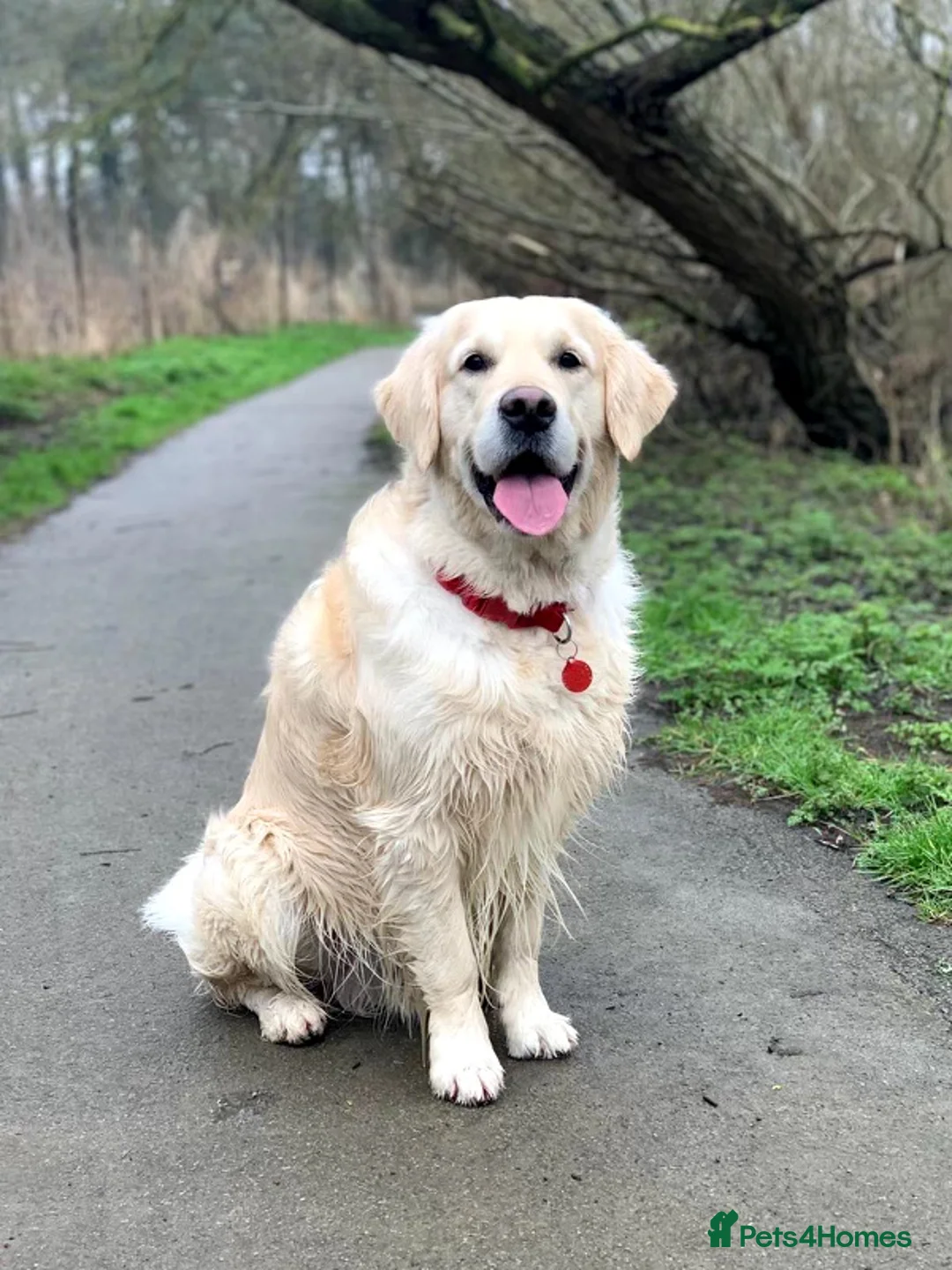 Golden Retriever dogs for stud: KC Reg, Health Tested, Crufts Qualified, Proven in Milton Keynes - Advert 9