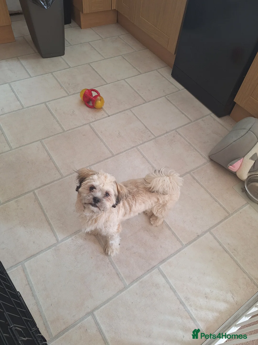 Lhasa Apso dogs for sale: Male Lhasa Apso - Advert 4