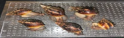 Snails invertebrates for sale: Giant African snails in Romford - Advert 1