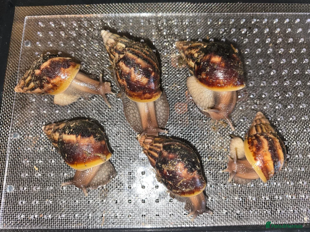 Snails invertebrates for sale: Giant African snails in Romford - Advert 1