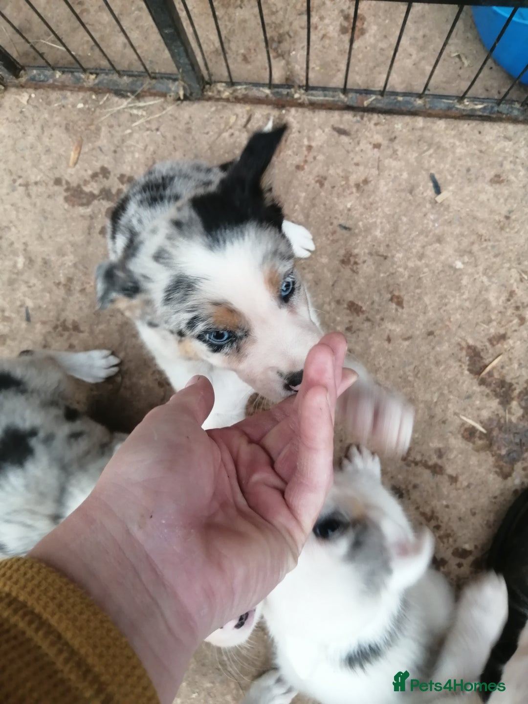 Bearded Collie dogs for sale: Beautiful blue merle collie pups! Workers or pets - Image 11