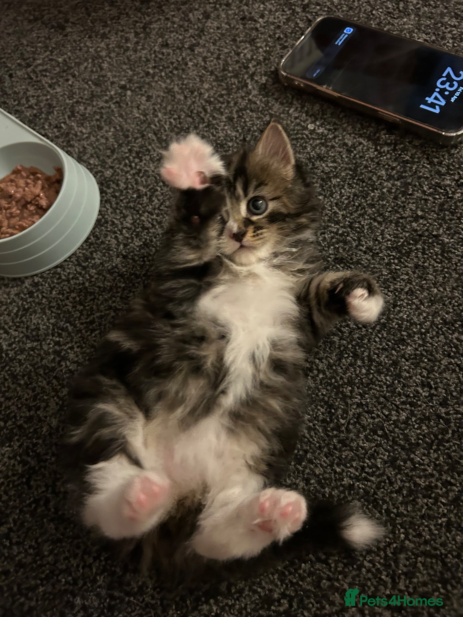 Mixed Breed cats for sale: Kittens in need of urgent homes  in Rotherham - Advert 4