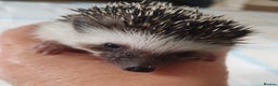 Pygmy Hedgehog rodents for sale:  Full pedigree Baby African pygmy hedgehog  - Advert 7