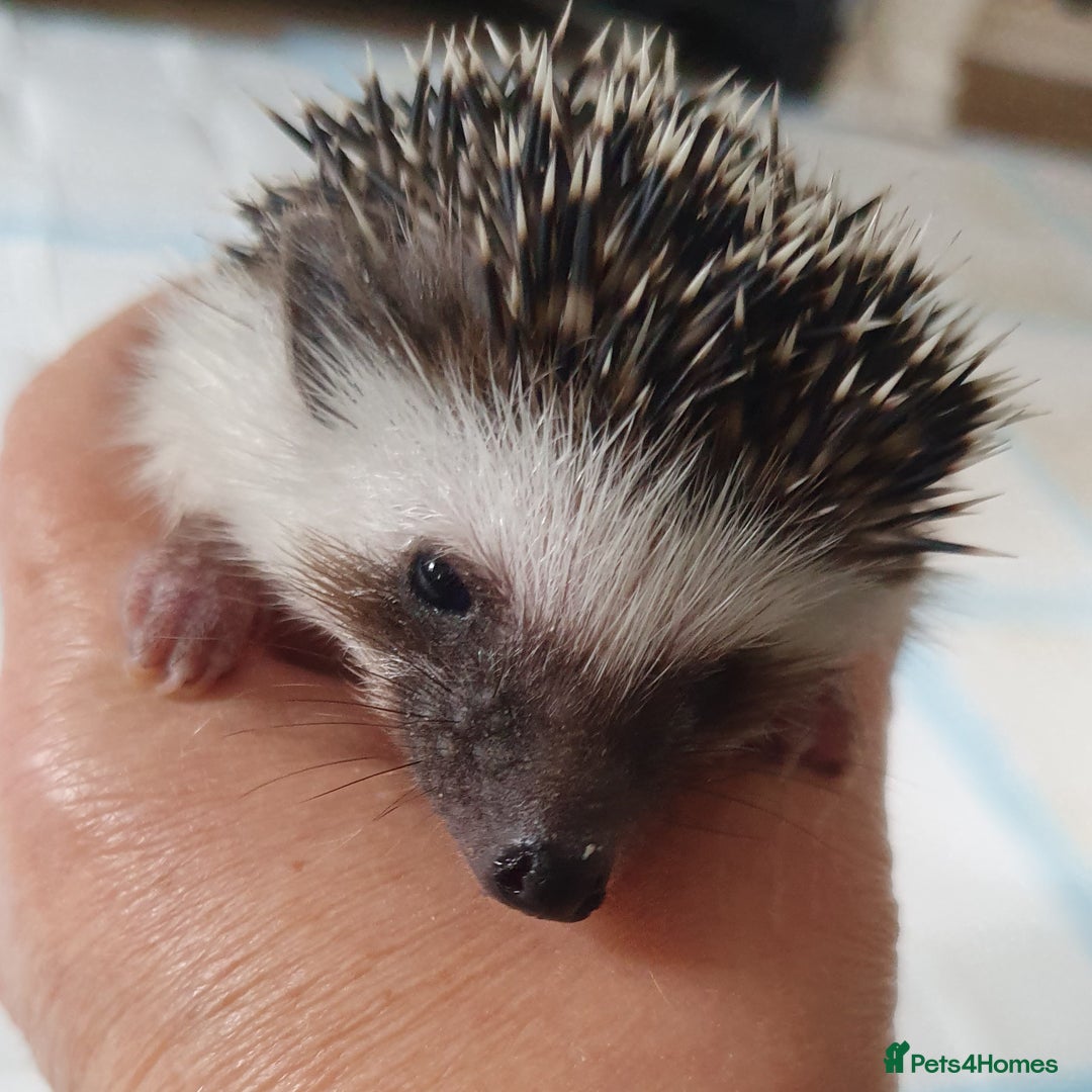 Pygmy Hedgehog rodents for sale: Full pedigree Baby African pygmy hedgehog  - Image 7