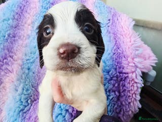 English Springer Spaniel dogs KC clear DNA vax vetted Springer Pups - Advert 6