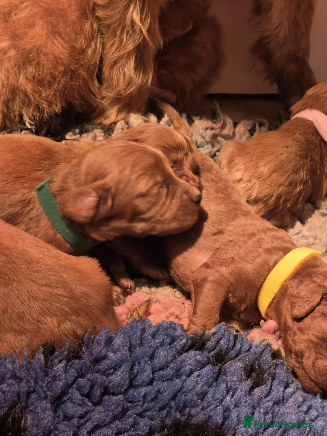 Irish Doodle dogs for sale: Stunning mahogany red multigen Irish doodles  - Image 2