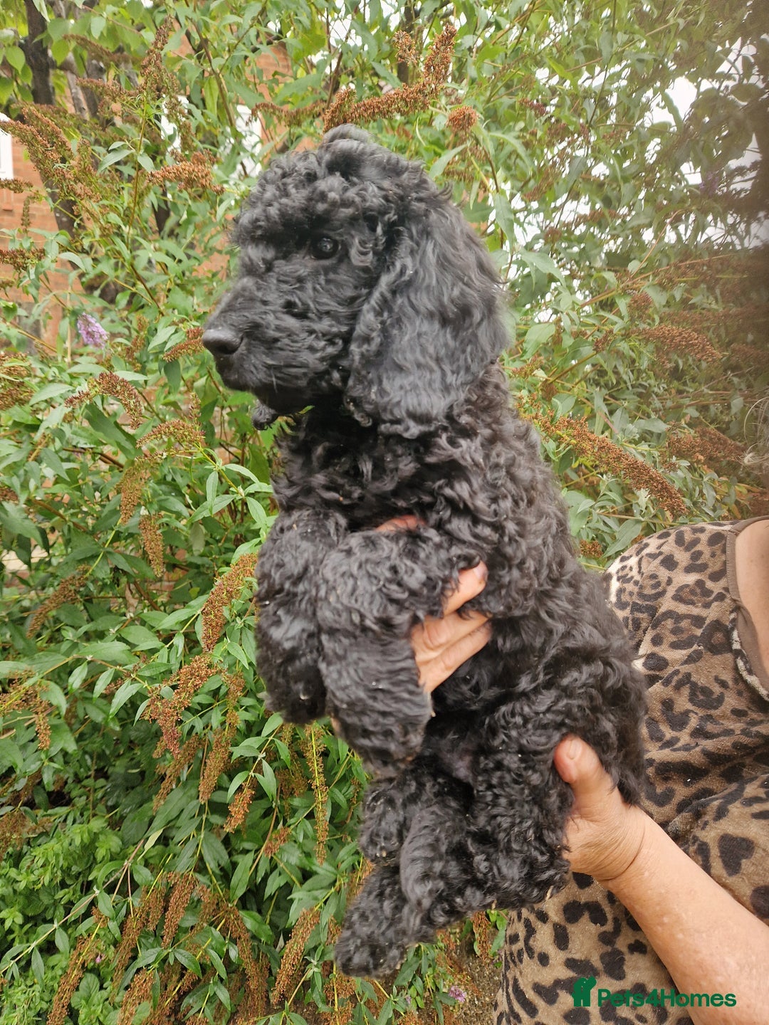Cockapoo dogs for sale: 5 STAR SHOW TYPE COCKAPOO PUPPIES - Image 4