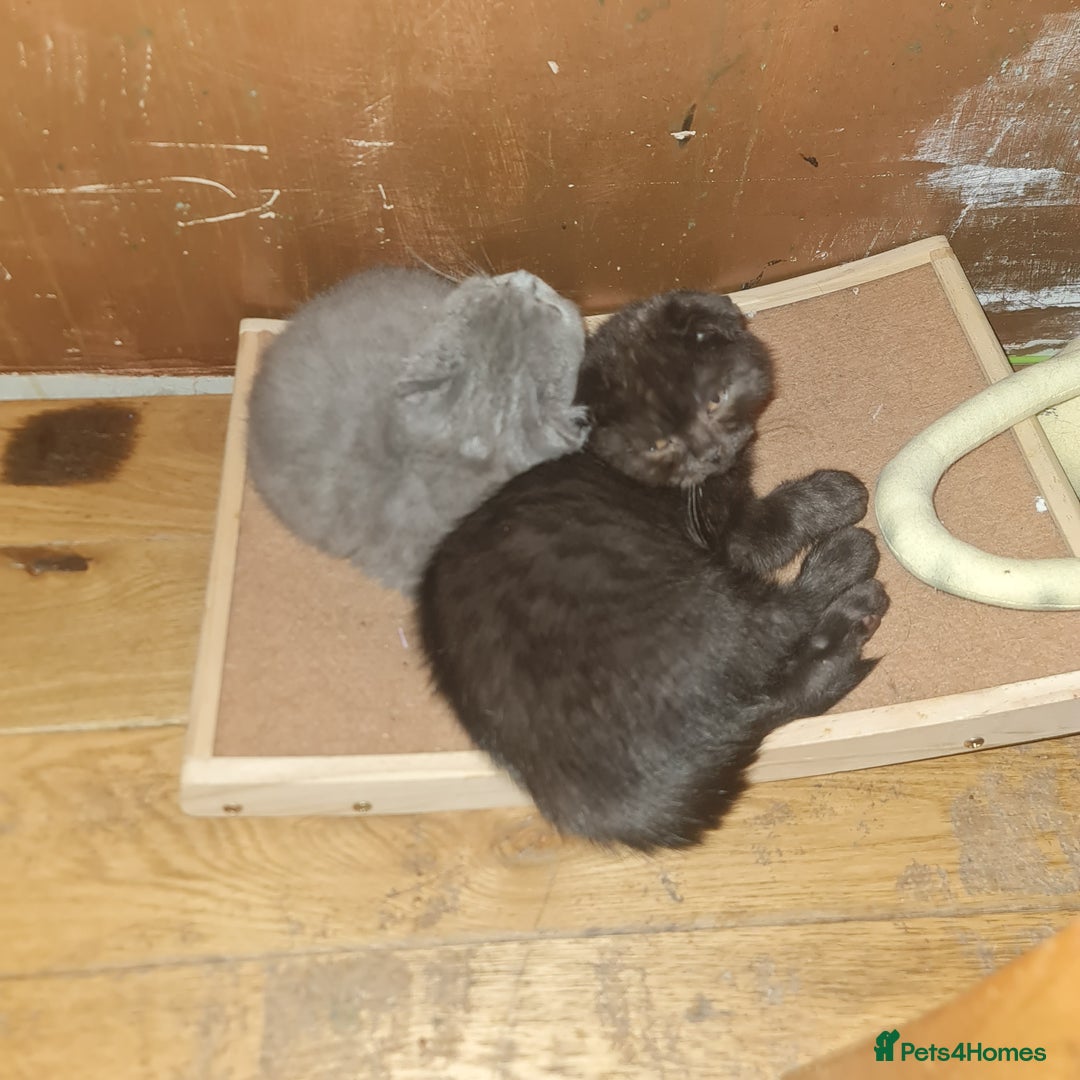 Scottish Fold cats for sale: Scottish Folds  4 Male 1 Female - Image 3