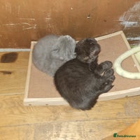 Scottish Fold cats - Advert 15