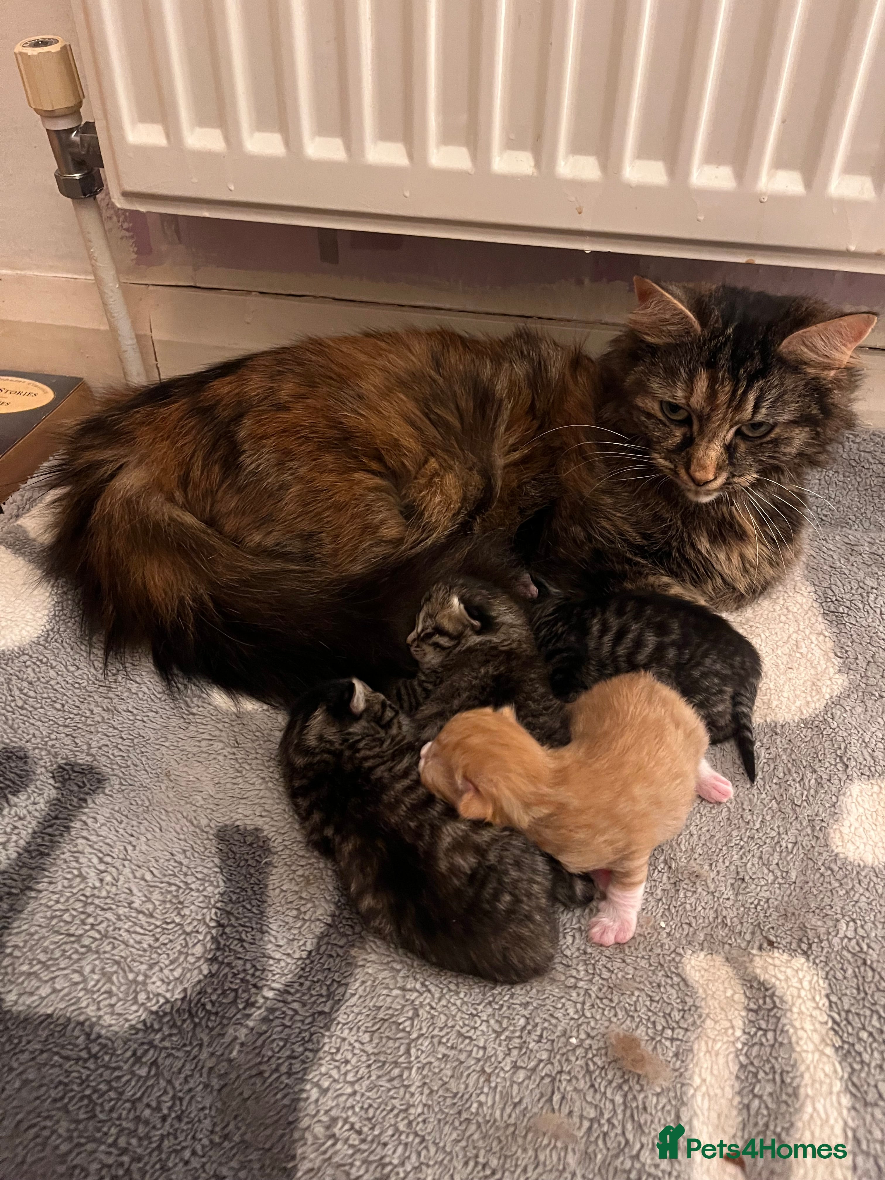 Mixed Breed cats Three half Persian kittens for Sale - Advert 1