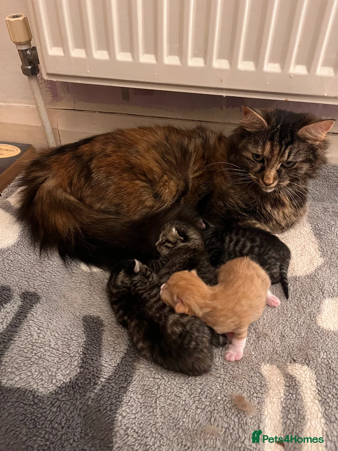 Mixed Breed cats for sale: Three half Persian kittens for Sale - Advert 1