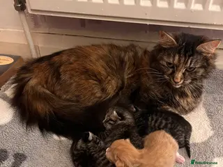 Mixed Breed cats Three half Persian kittens for Sale - Advert 1