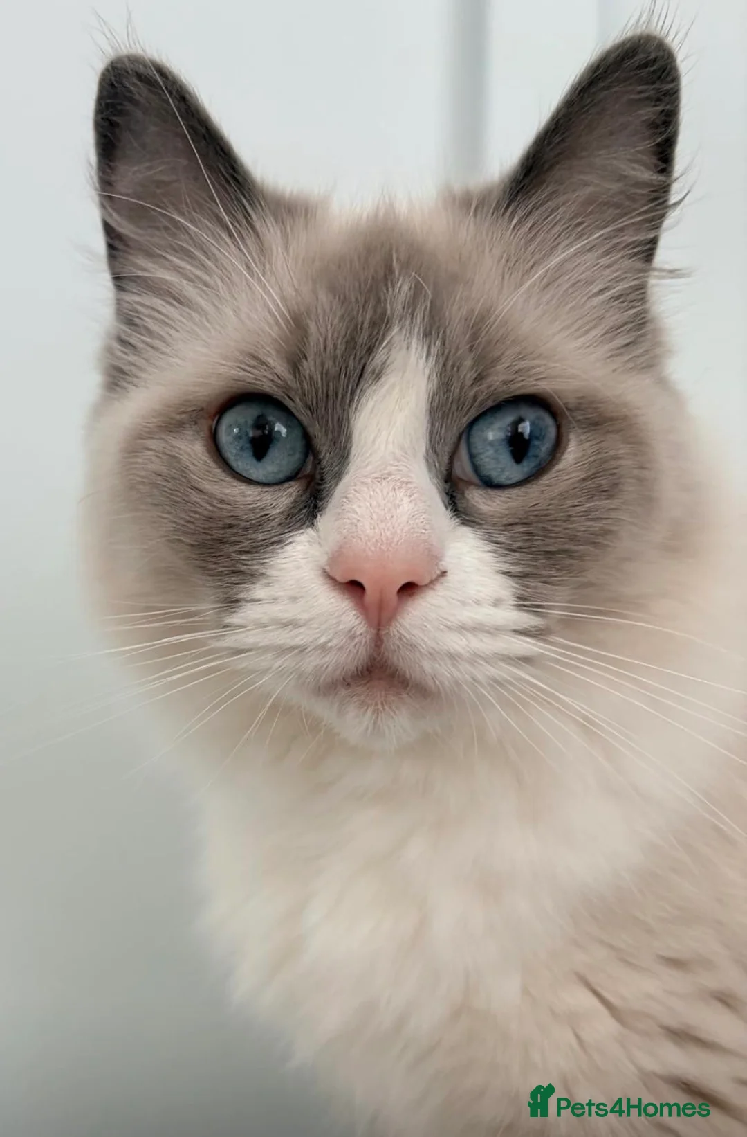 Ragdoll cats for sale: **ALL RESERVED**Stunning Ragdoll Kittens  - Advert 12