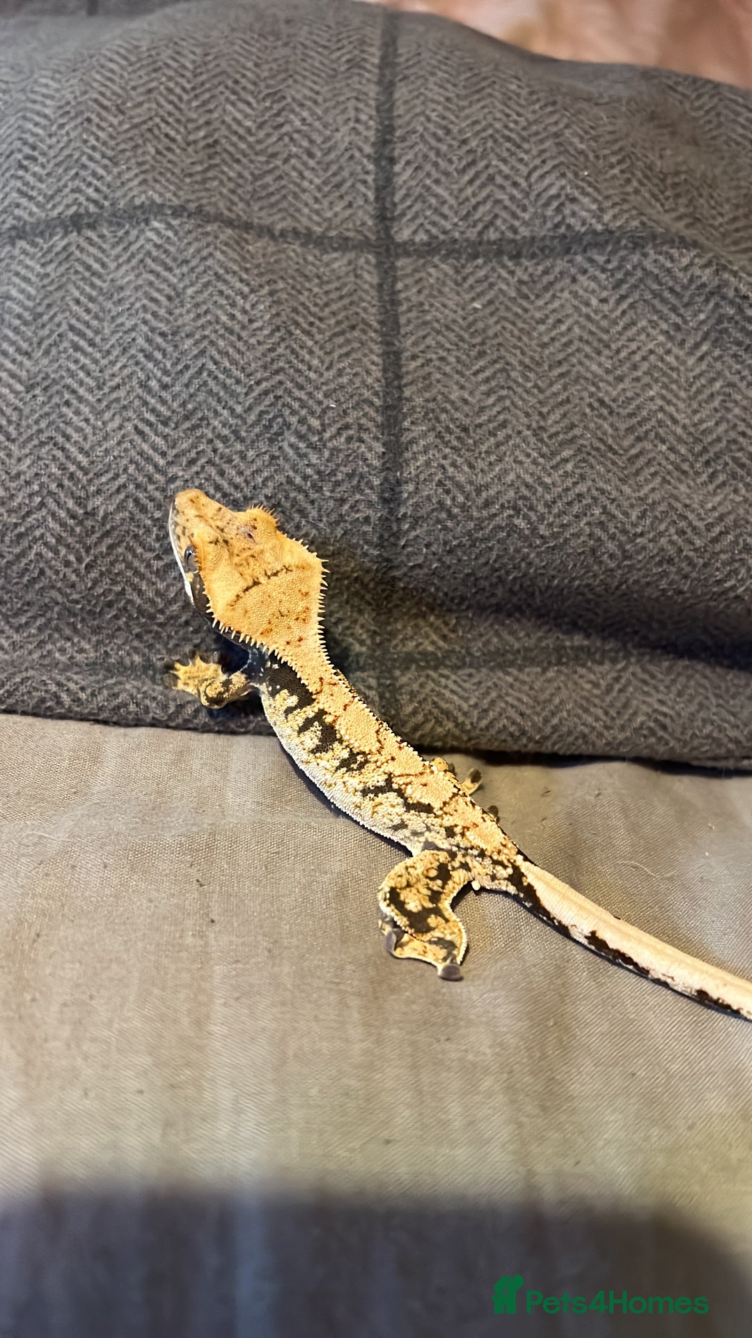 Gecko reptiles for sale: 💥🌊Various geckos for sale message for prices ✅ - Advert 3
