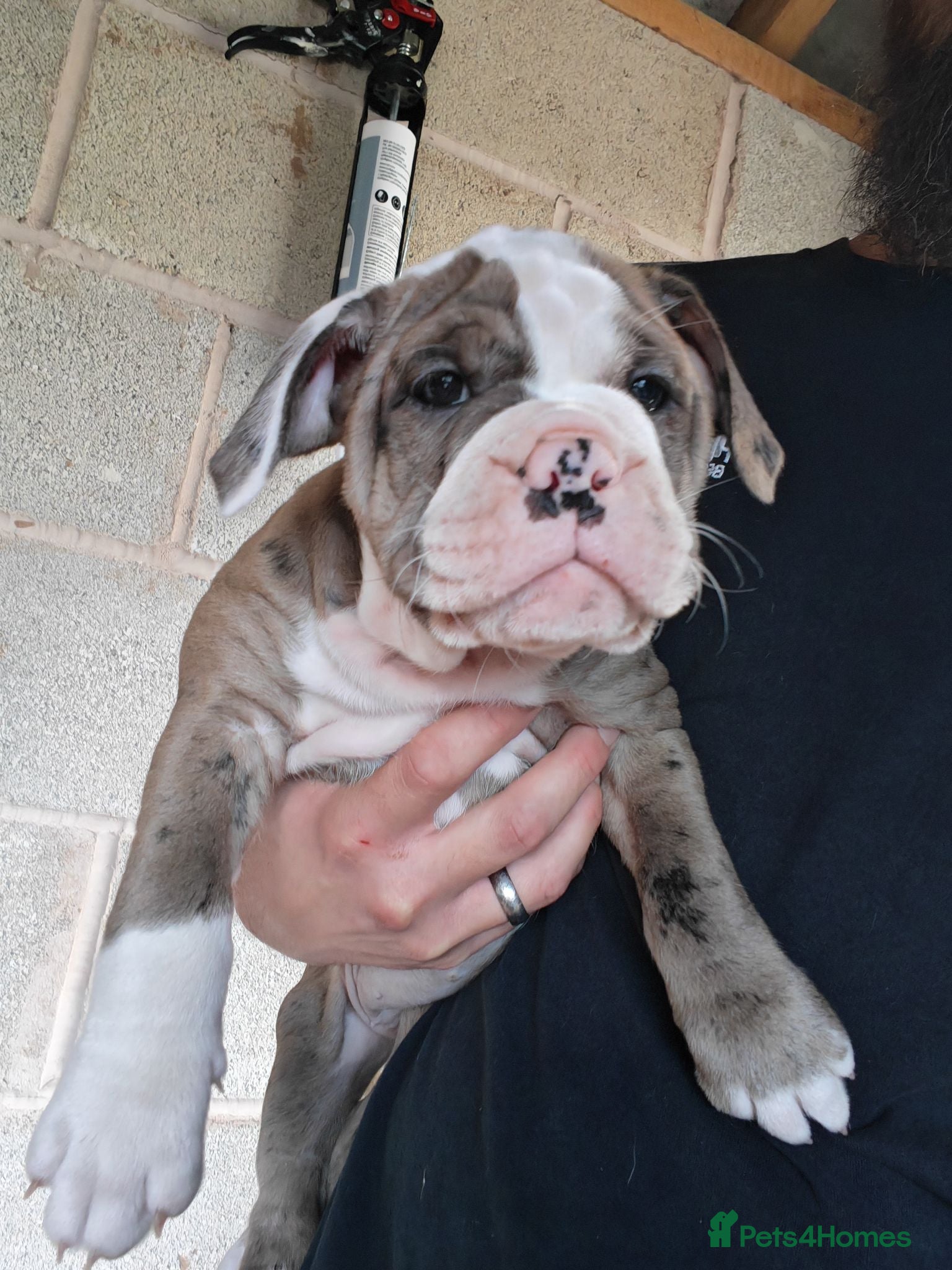 Mixed Breed dogs Olde English Bulldogg/ Alapaha bulldogg puppies  - Advert 5