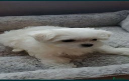 Maltese dogs for sale: Maltese - Image 3