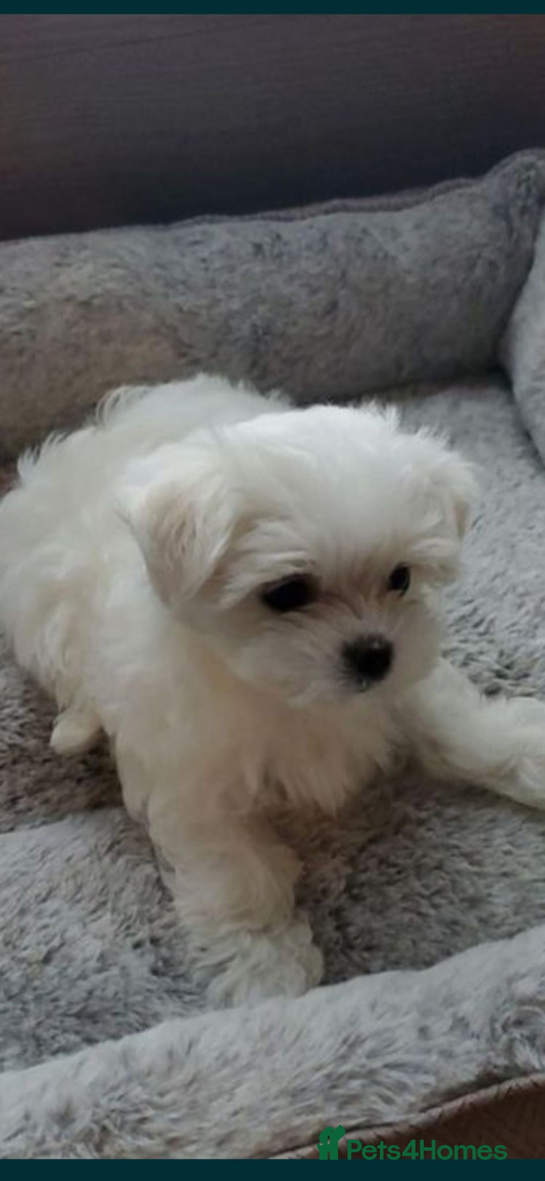 Maltese dogs for sale: Maltese - Image 3