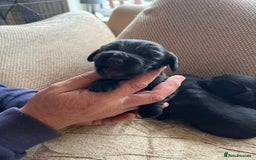 Cocker Spaniel dogs for sale: 6 adorable Cocker Spaniel pups - Image 4