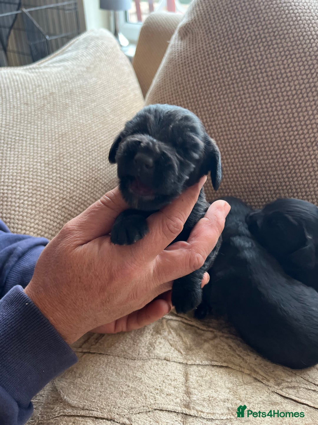 Cocker Spaniel dogs for sale: 6 adorable Cocker Spaniel pups - Image 4