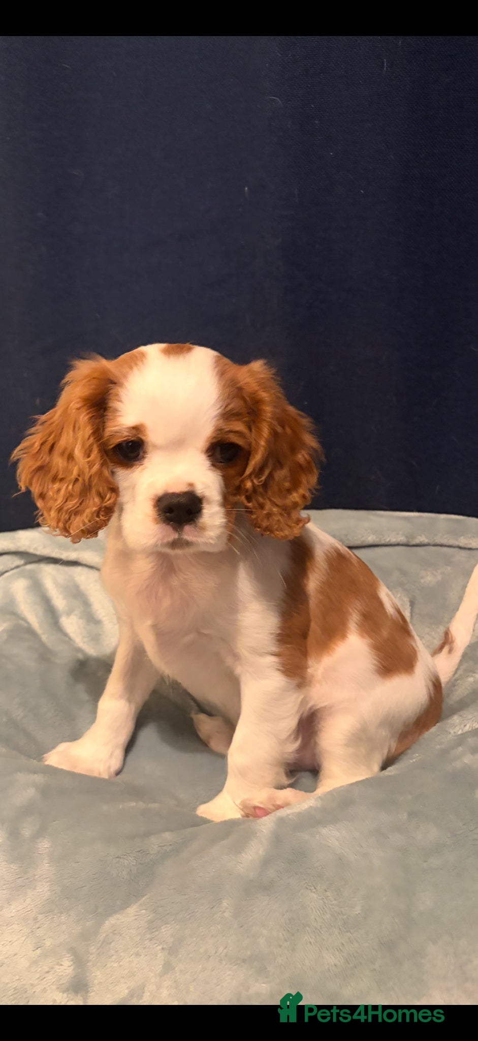 Cavalier King Charles Spaniel dogs REDUCED healthy vet checked KC REGISTERED boys - Advert 1