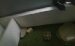 Tortoise reptiles for sale: Horsefield Tortoise - Image 5
