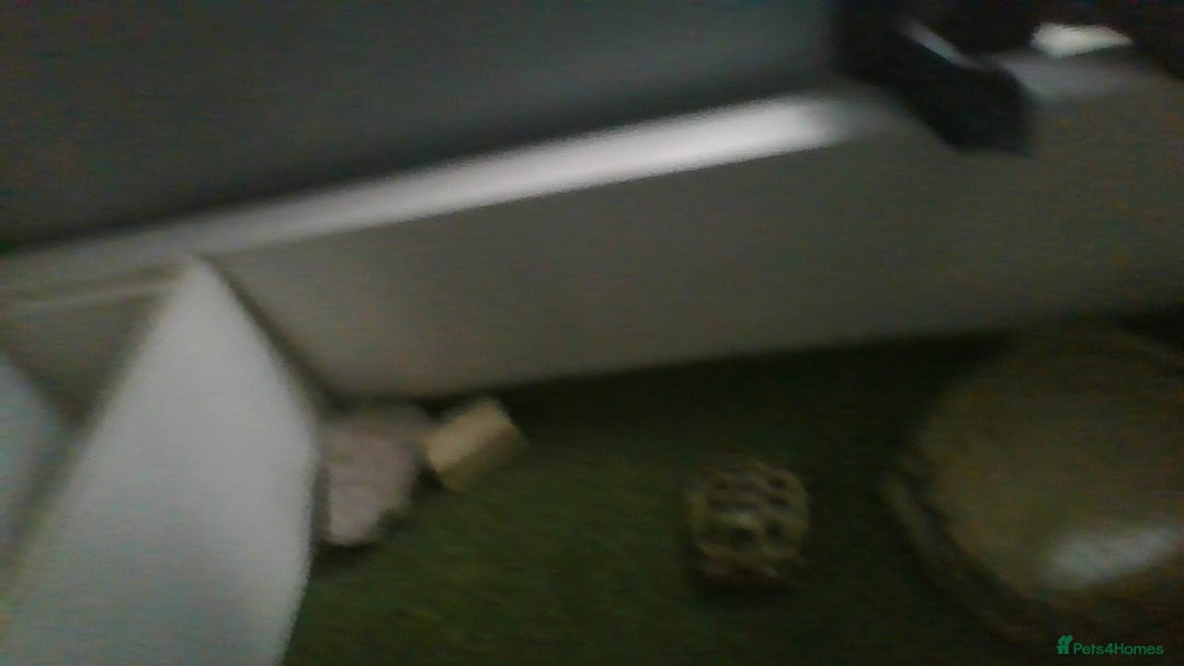 Tortoise reptiles for sale: Horsefield Tortoise - Image 5