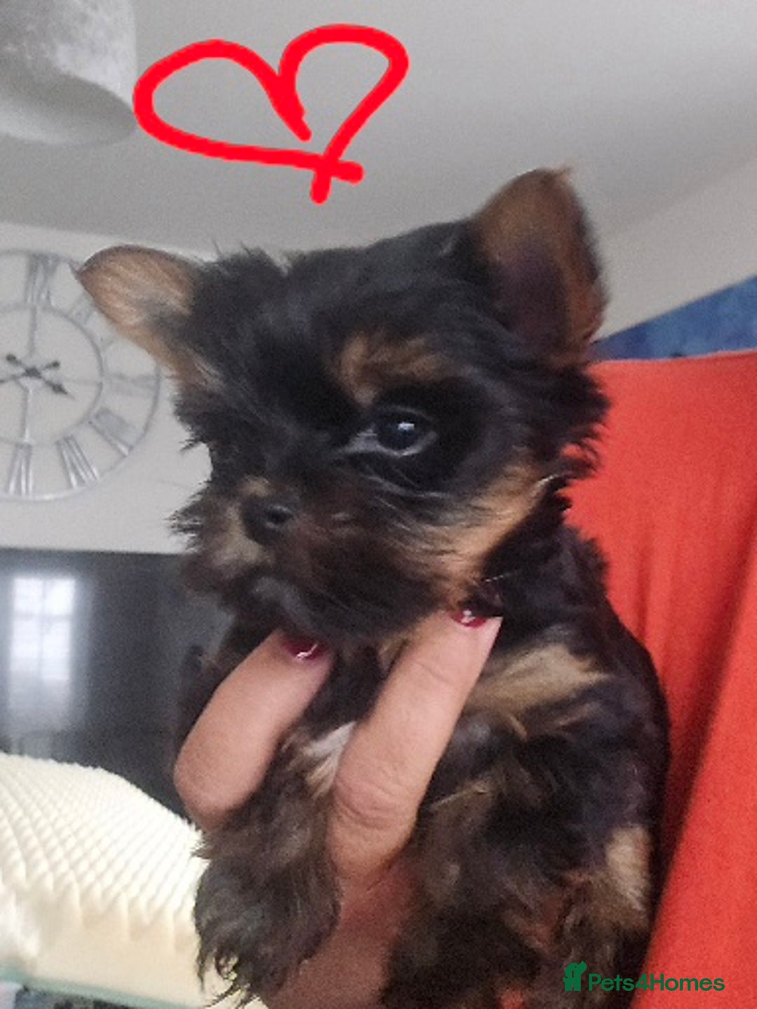 Yorkshire Terrier dogs for sale: Tiny gorgeous baby boys - Image 18
