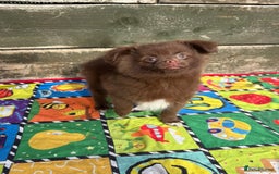 Pomeranian dogs for sale: Beautiful Pomeranian puppy’s 2 girls 1 boy.  - Image 11