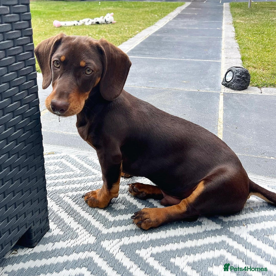Dachshund dogs for sale: Cute Standard Dachshund Puppy - Image 2